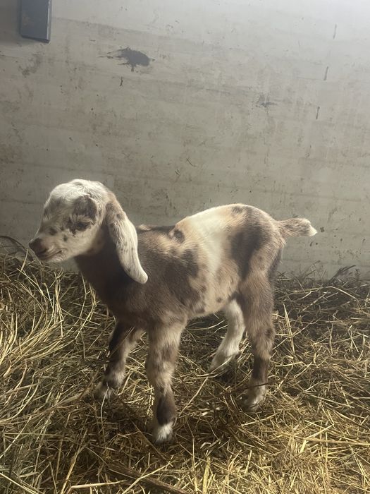 Tapisor anglo nubian cu pete