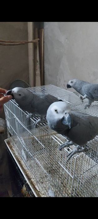 Жако ручной парала сотилади