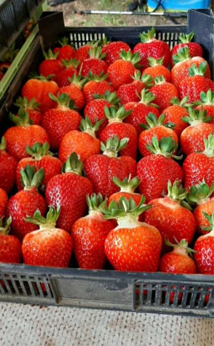 Разсад ягоди Азия, Клауди, Ароза – силен разсад, евтино 0.25 €