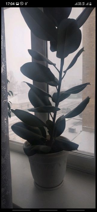 Продаю комнатные цветы