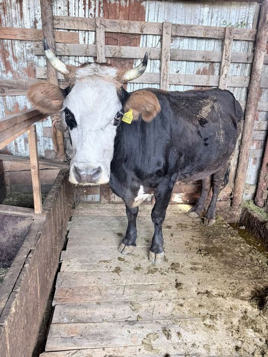 Продам откормленную корову