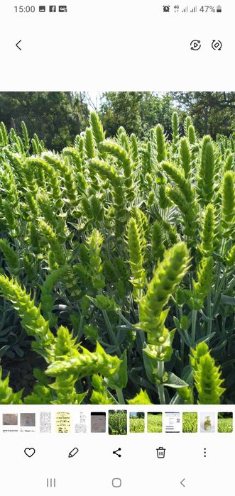 Мурсалски чай разсад, саксия, пикиран в кофички, семе