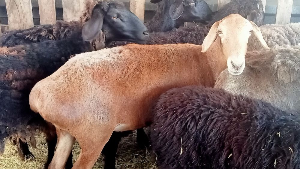 Кой сатылады!50000 ТГ