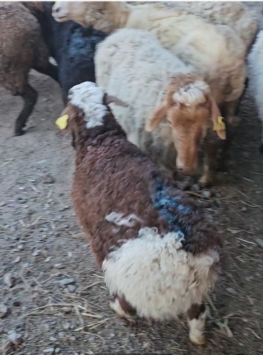 КозлыКой Сатылады