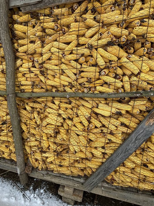 Vand porumb uscat productie 2025