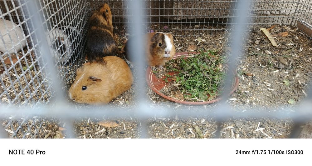 Морской свинка хаммаси эркак