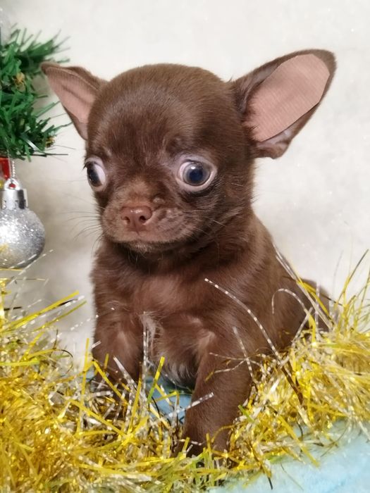 Чихуахуа миники шоколад