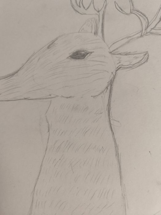 Нарисуй вашего питомца