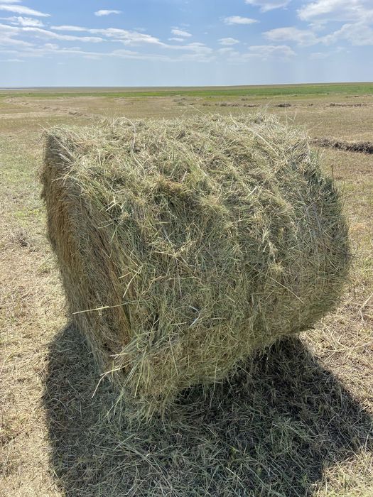 Продам сено в рулонах