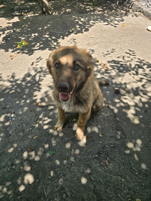 Отдам щенят в хорошие и добрые руки!