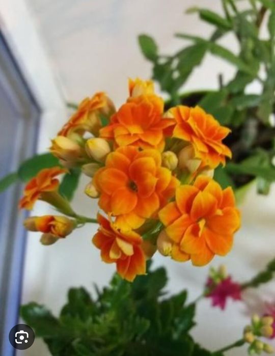 Комнатные цветы. Каланхое