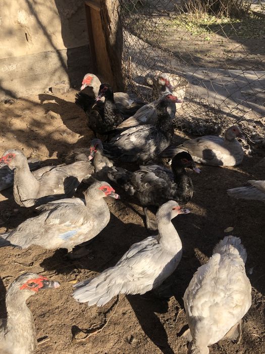 Мускусные утки самцы