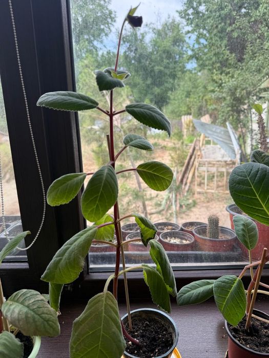 Домашние цветы .