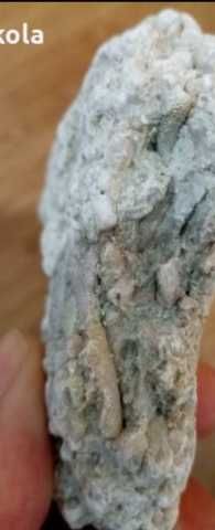 Фосили колония бриозои