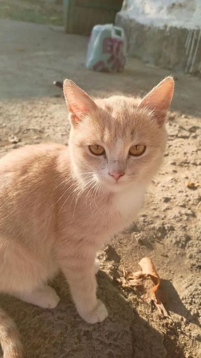 Отдаю кошечку в хорошие руки