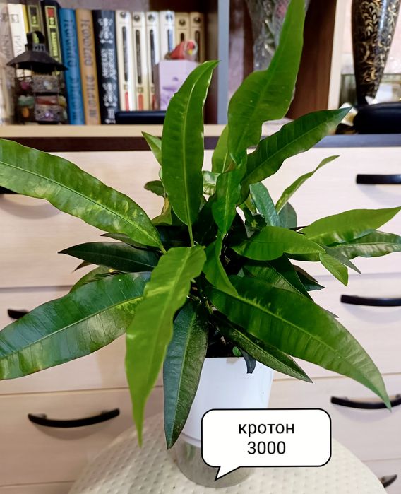 Комнатные растения