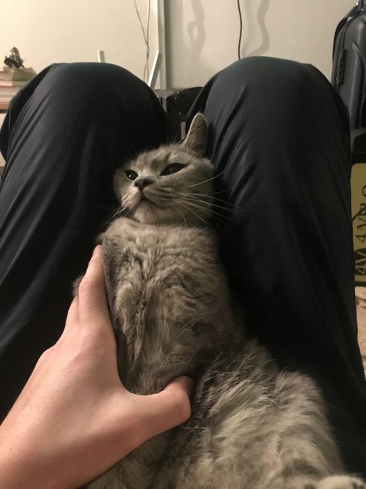 кот приносящий удачи