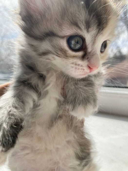 Отдам котят в добрые руки.