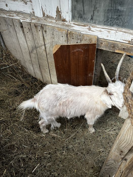 Коза Ешкі сатылады