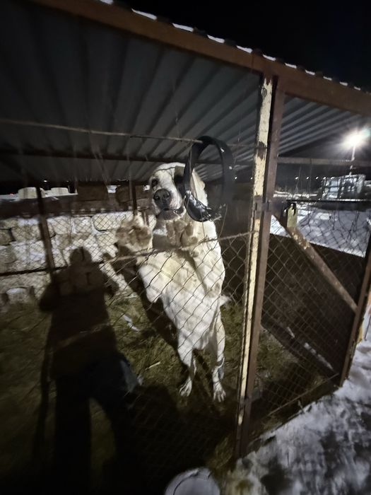 Алабай тяжело вес