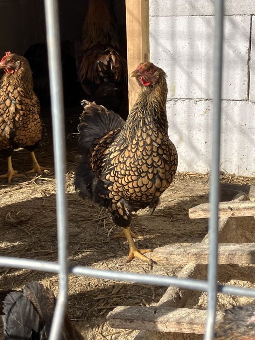 OFERTA 6 lei Oua incubat de la gaini de rasa Araucana, wyandote , marans , la bress