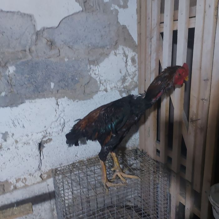 Шолпан туляк 2год крупный