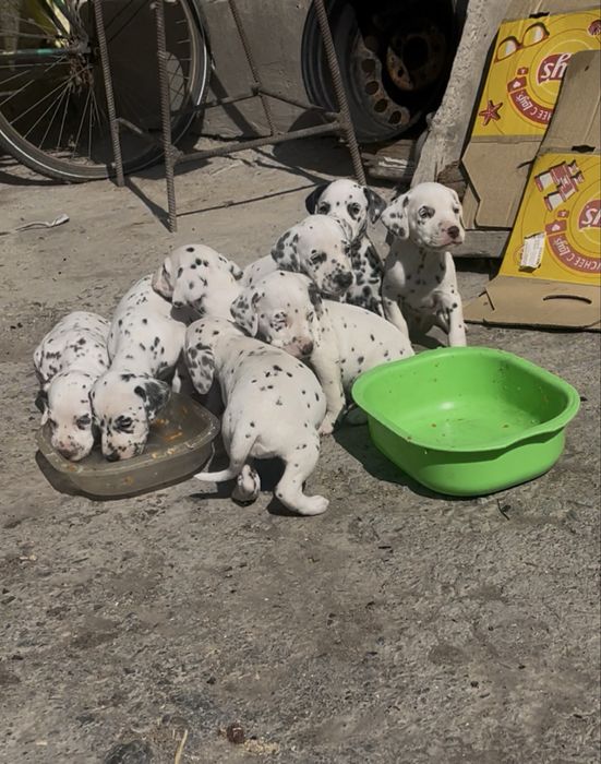 Продаю щенков далматинцев