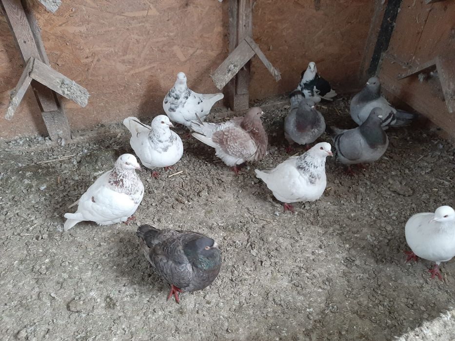 Vând porumbei de rasă texani, voiajori