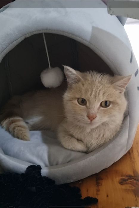 Персик ищет мампап. Доставлю!