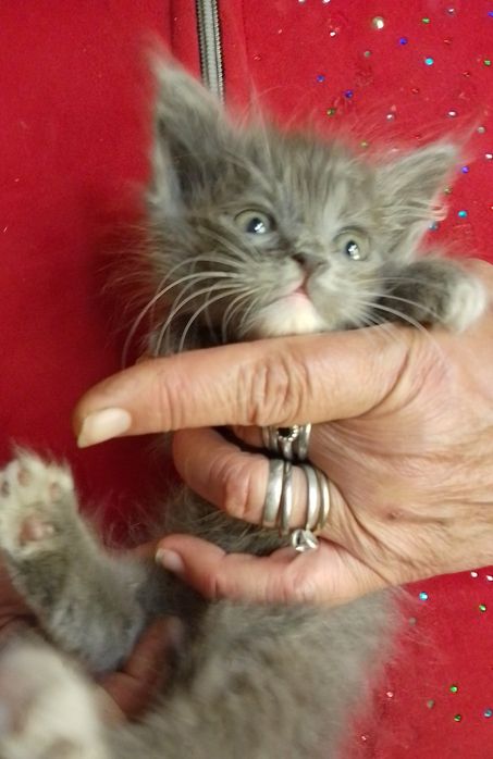 Котёнок - серый пушистый, возраст 1 мес.