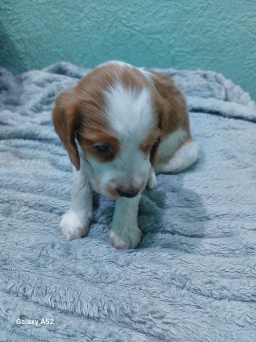 Щенки спаниель  !!!