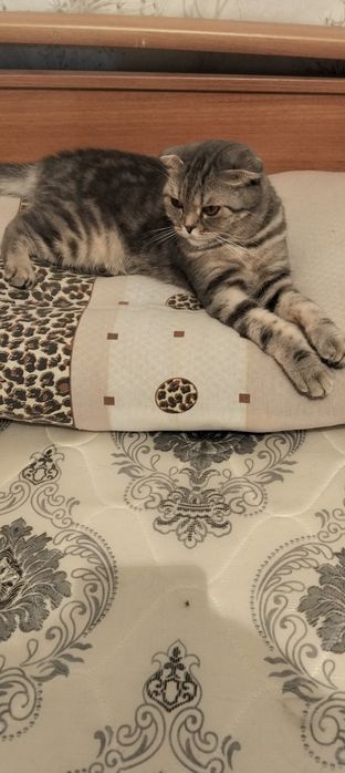 Передержка кошек