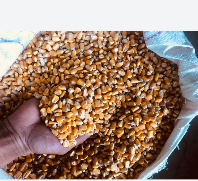 Makkajo’hori jo’hori sotiladi