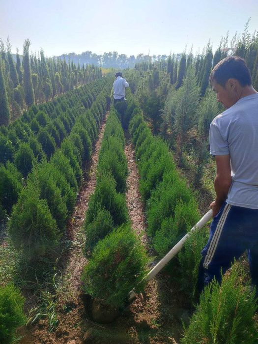 Mevali va manzarali ko'chatlar