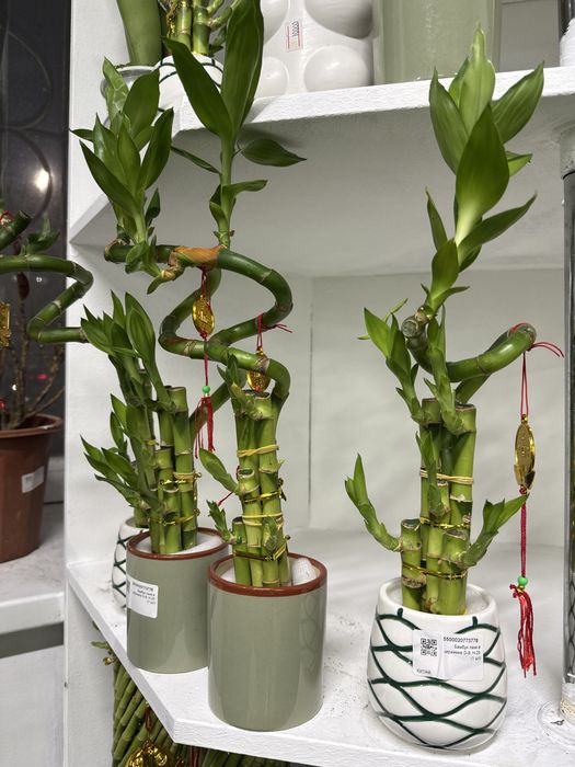 Бамбук денежный в горшке