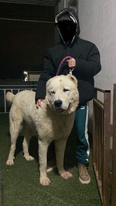 Тобет Алабай сатылады