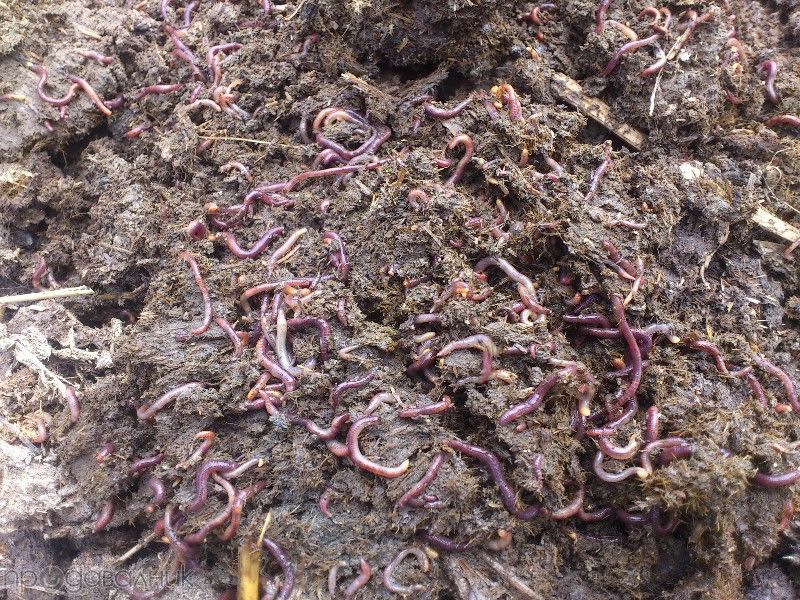 БИОХУМУС И ТЕЧЕН БИОТОР  Червен Калифорнийски Червеи  100% ОРГАНИЧНО