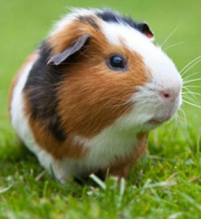 Морские свинки продаю