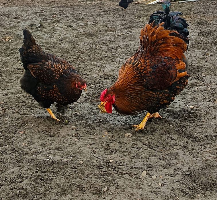 Ouă incubat găini wiandotte