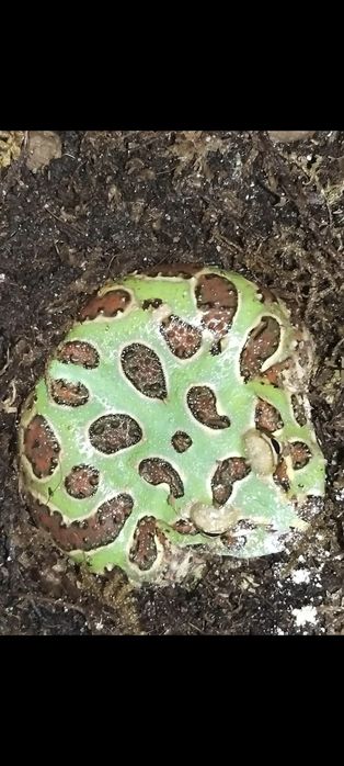 Лягушка рогатка (чакская кранвелла)