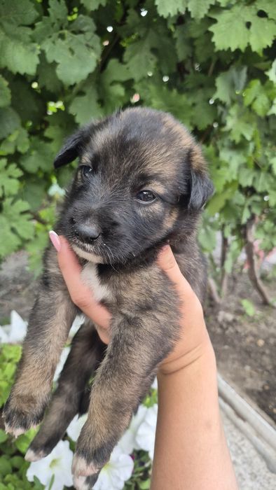 Щенок мальчик 1 месяц