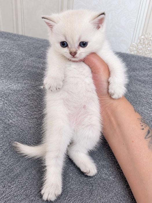 Золотая шиншилла котята