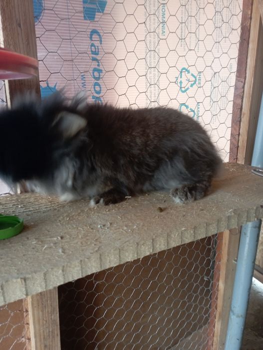 Iepuri berbec si cap de leu