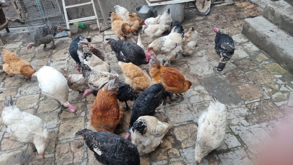 Kurka va brama tovuqlar sotiladi