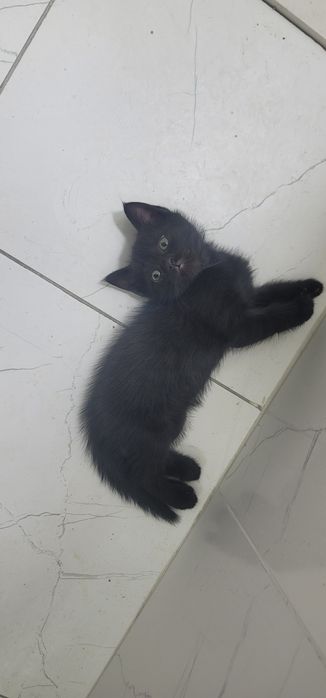 Iltimos aniq oladiganlar chiqsin . Adres 5 Chi shayx bozorcha