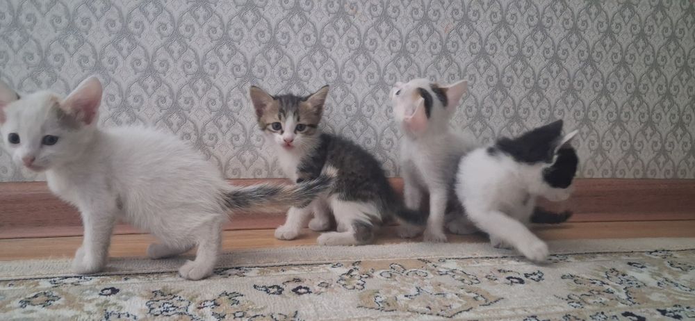 Продаётся котёнок