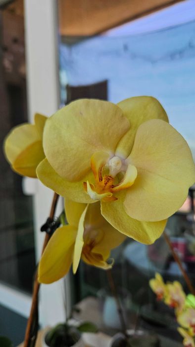 Продавам цветя от личната си колекция