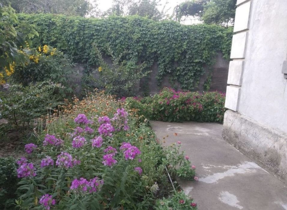 Девичий виноград,текома,кампсис,гортензия,вейгела,вечнозел.плющ,лиана