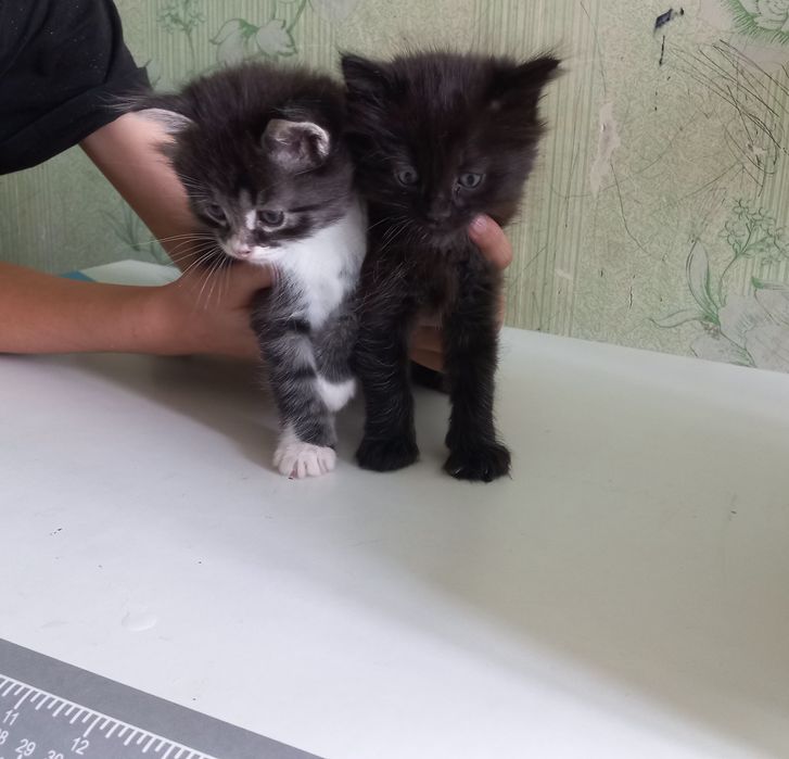 Мушукчалар яхши кулларга берилади