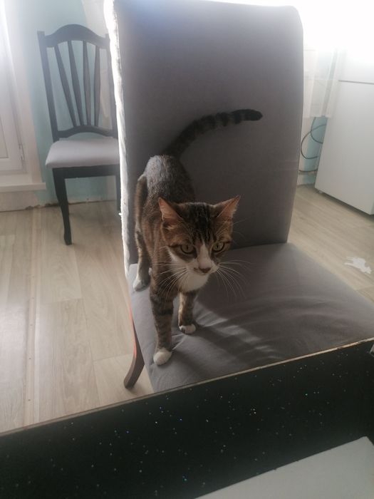 Срочно отдам в добрые руки.